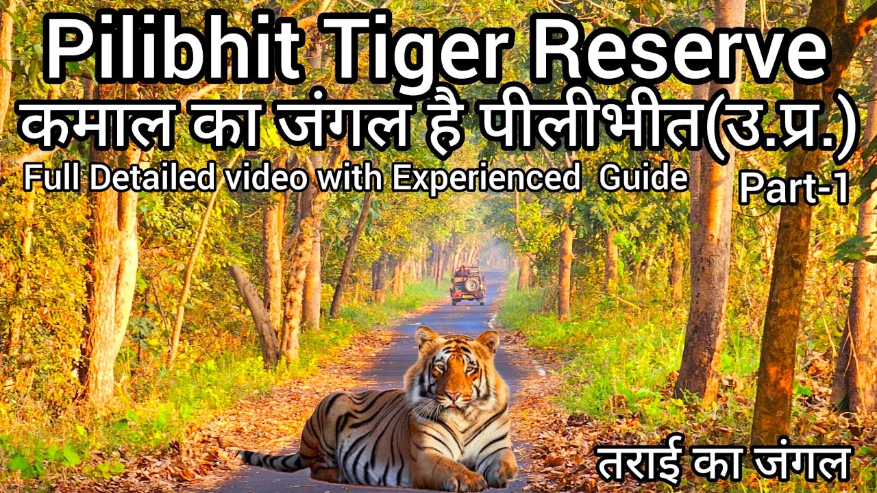 chris jonassen recommends safari tiger full videos pic