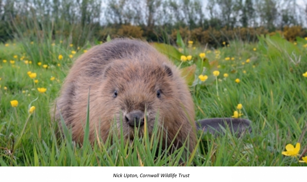 angela mccarron recommends beaver basher pic