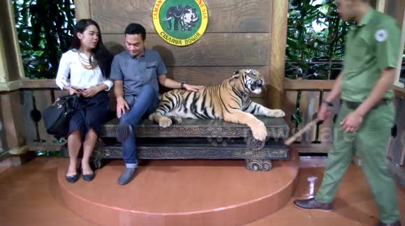 bjorn ahlberg recommends safari tiger full videos pic